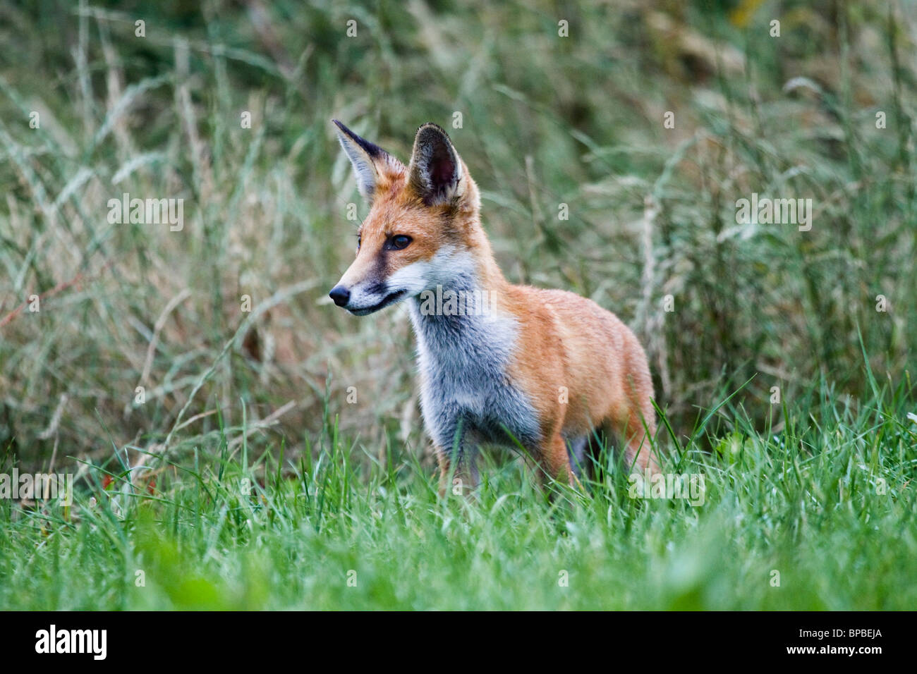 Fox Cub; Vulpes vulpes; masculino Foto de stock