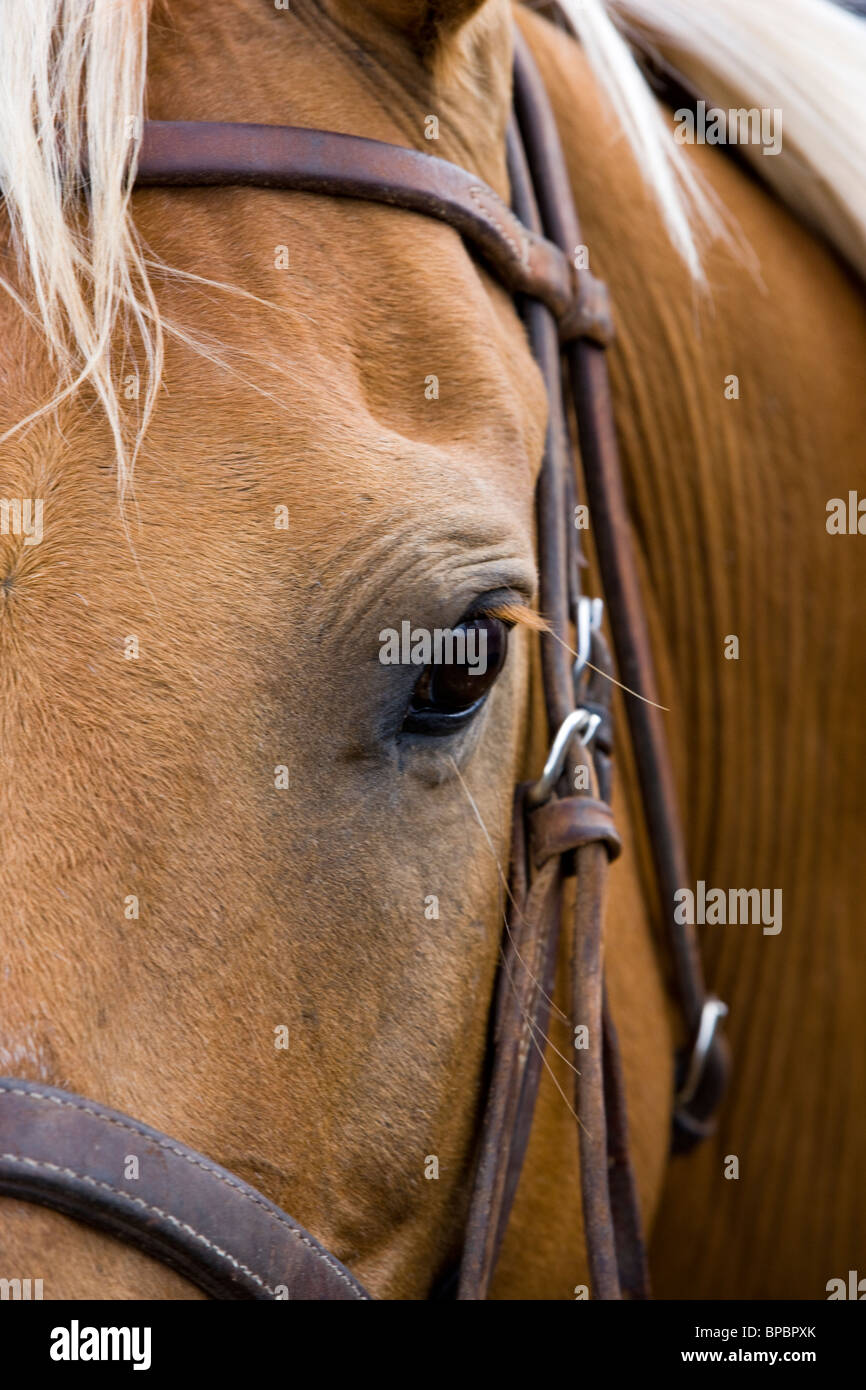 Retrato de un caballo, Chaffee County Fair & Rodeo Foto de stock