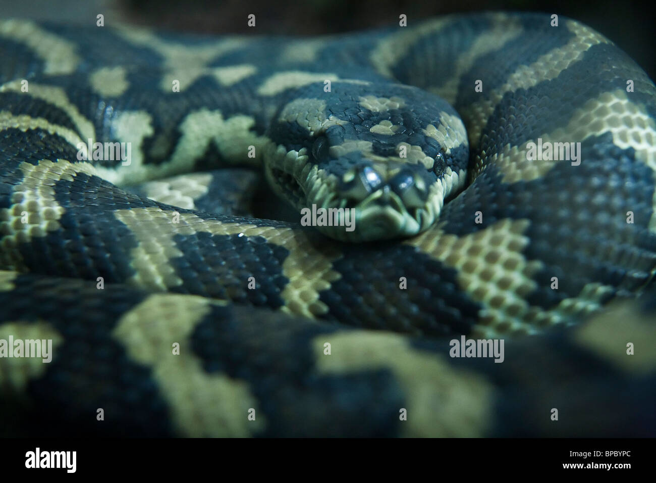 Closeup / Seleccione centrarse de una serpiente enroscada Foto de stock