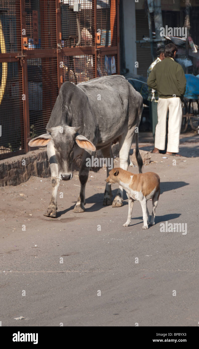 Perros gire - India tiene uno de los mayores de cabezas de ganado en el mundo, más de 500 millones de dólares Foto de stock
