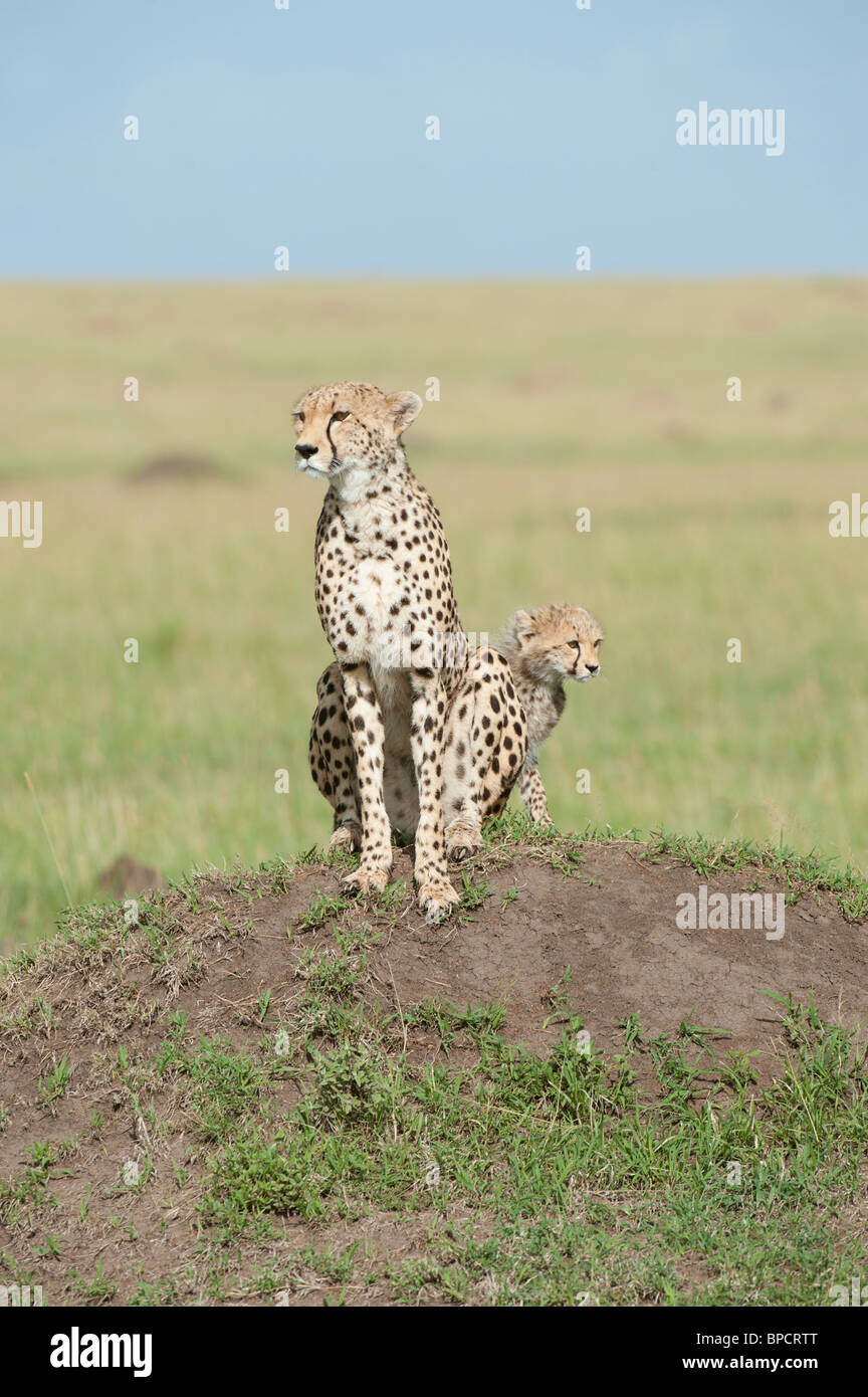 Con un cheetah cub, Maasai Mara, Kenia Foto de stock
