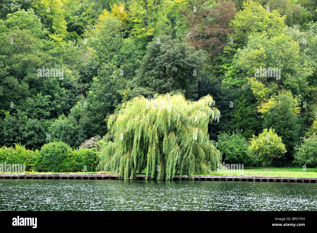 Único árbol de sauce llorón en la ribera del río Fotografía de stock Alamy