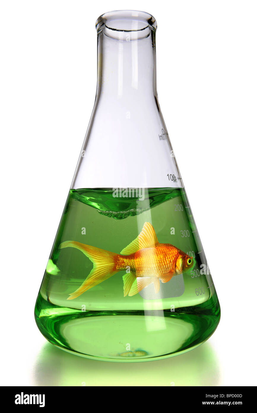 Goldfish en frasco de laboratorio sobre fondo blanco - con trazado de recorte Foto de stock