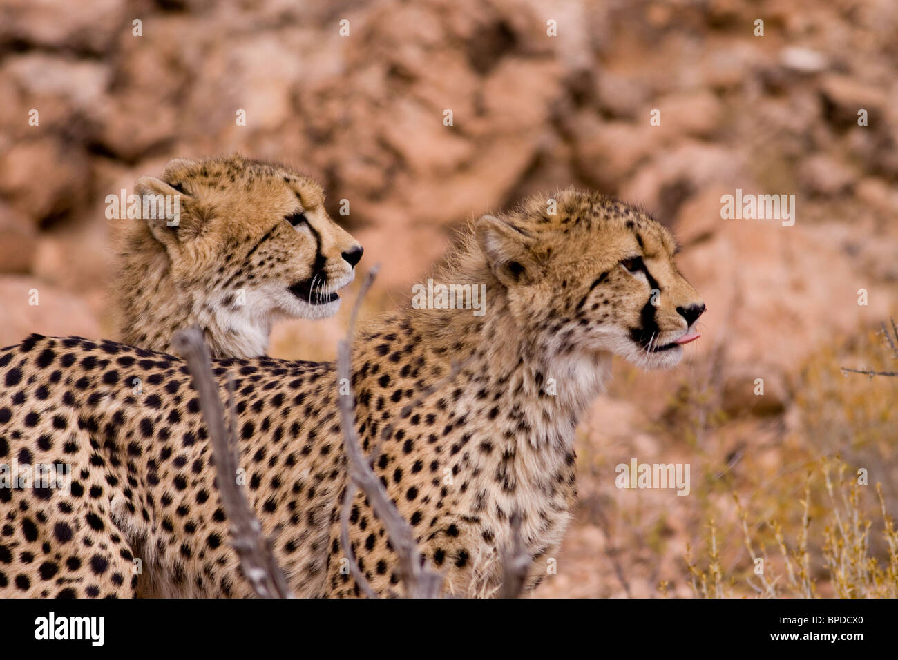 Dos guepardos en la caza Foto de stock