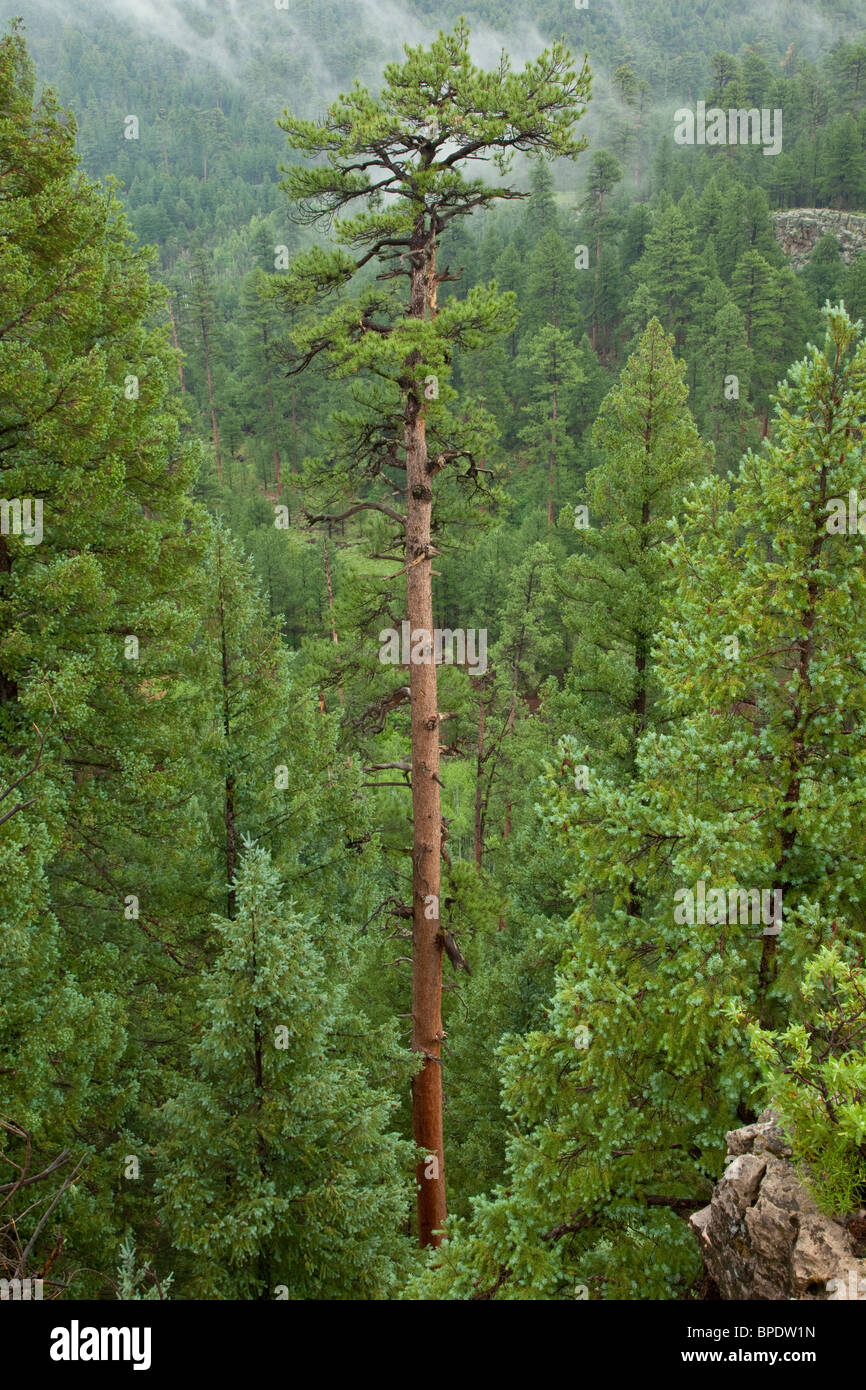 Tall viejo crecimiento del pino Ponderosa, creciendo en el Bosque Nacional Coconino, Flagstaff, Arizona, EE.UU. Foto de stock