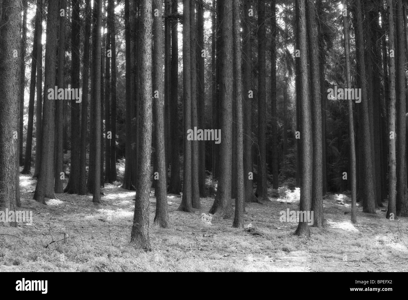 Los árboles en el bosque en blanco y negro Foto de stock