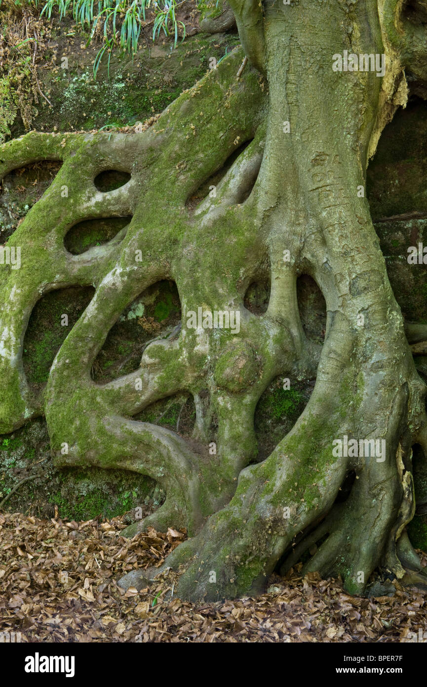 Las raíces del árbol en St abejas acantilado de arenisca Dufton Ghyll madera Eden Valley Cumbria, Inglaterra Europa Foto de stock