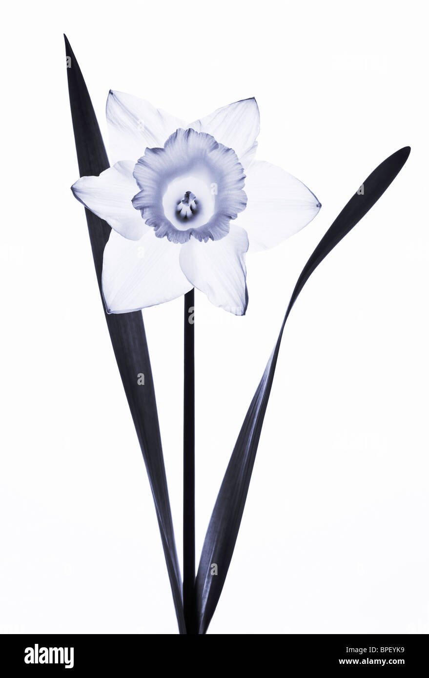 Narciso blanco y negro Foto de stock