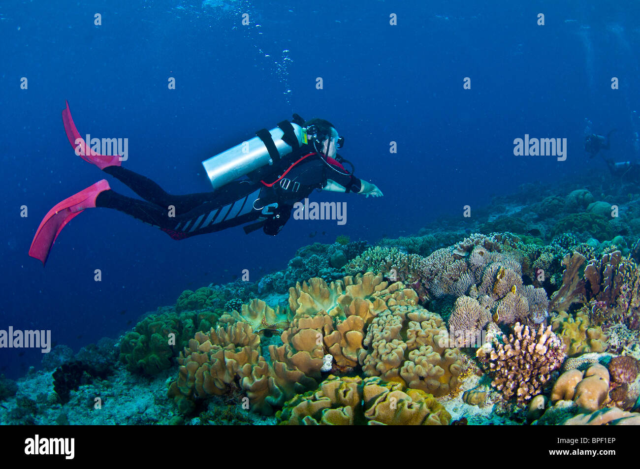 Imágenes submarinas en la Región Central de Indonesia Foto de stock