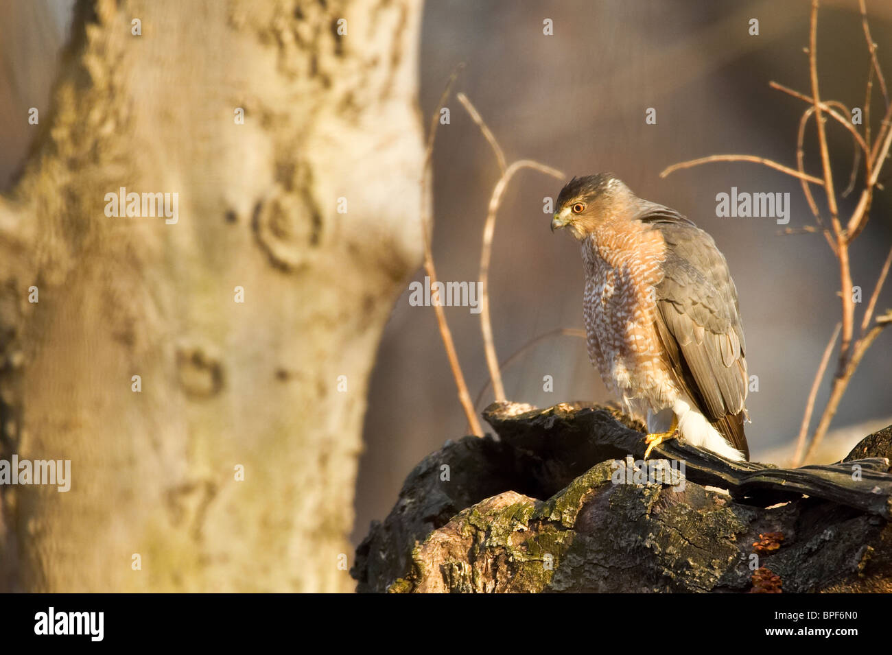 Adulto Cooper's Hawk encaramado en un árbol muerto al atardecer Foto de stock