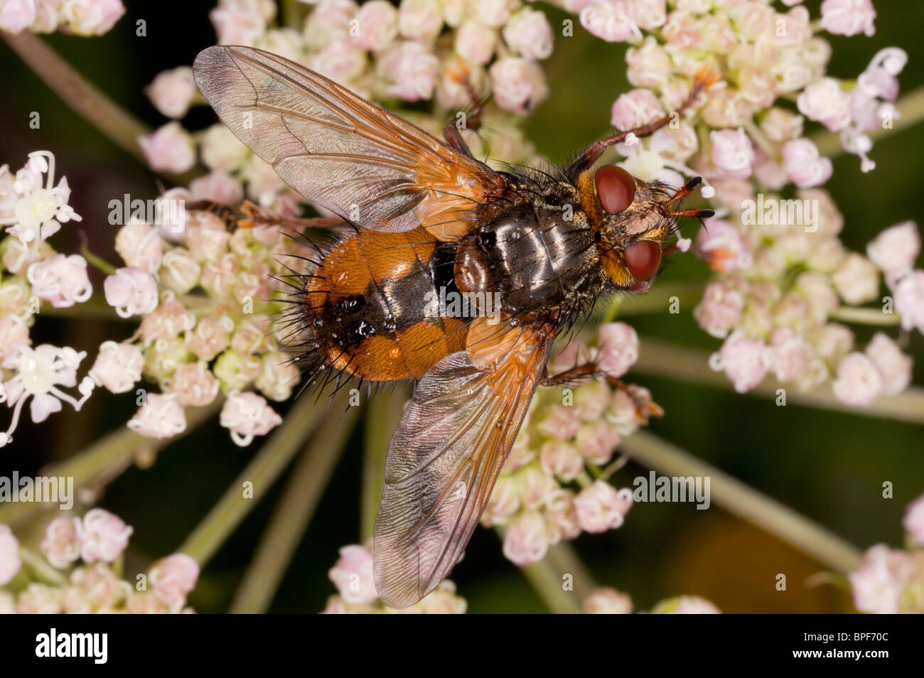 Una mosca tachinid parasitaria, Tachina fera en Angélica; parásito de larvas de Lepidoptera. Foto de stock