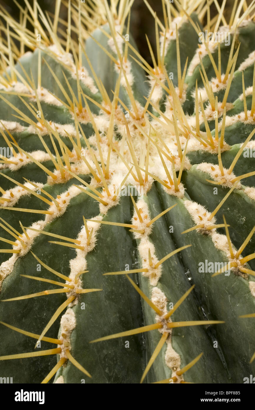 Es un cierre de disparo en el jardín de cactus Foto de stock