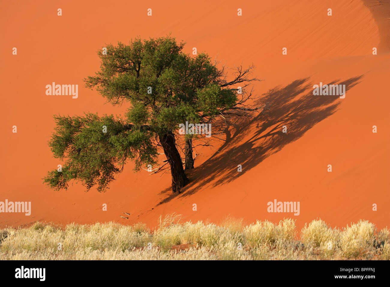 Dunas de arena roja con un árbol de acacia africana y los pastos del desierto, Sossusvlei, Namibia, Africa del Sur Foto de stock
