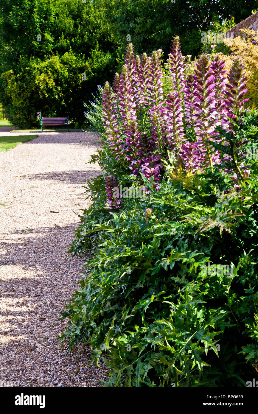 Frontera herbácea perenne de flores de verano en un recinto amurallado English Country Garden en Berkshire, Inglaterra, Reino Unido. Foto de stock