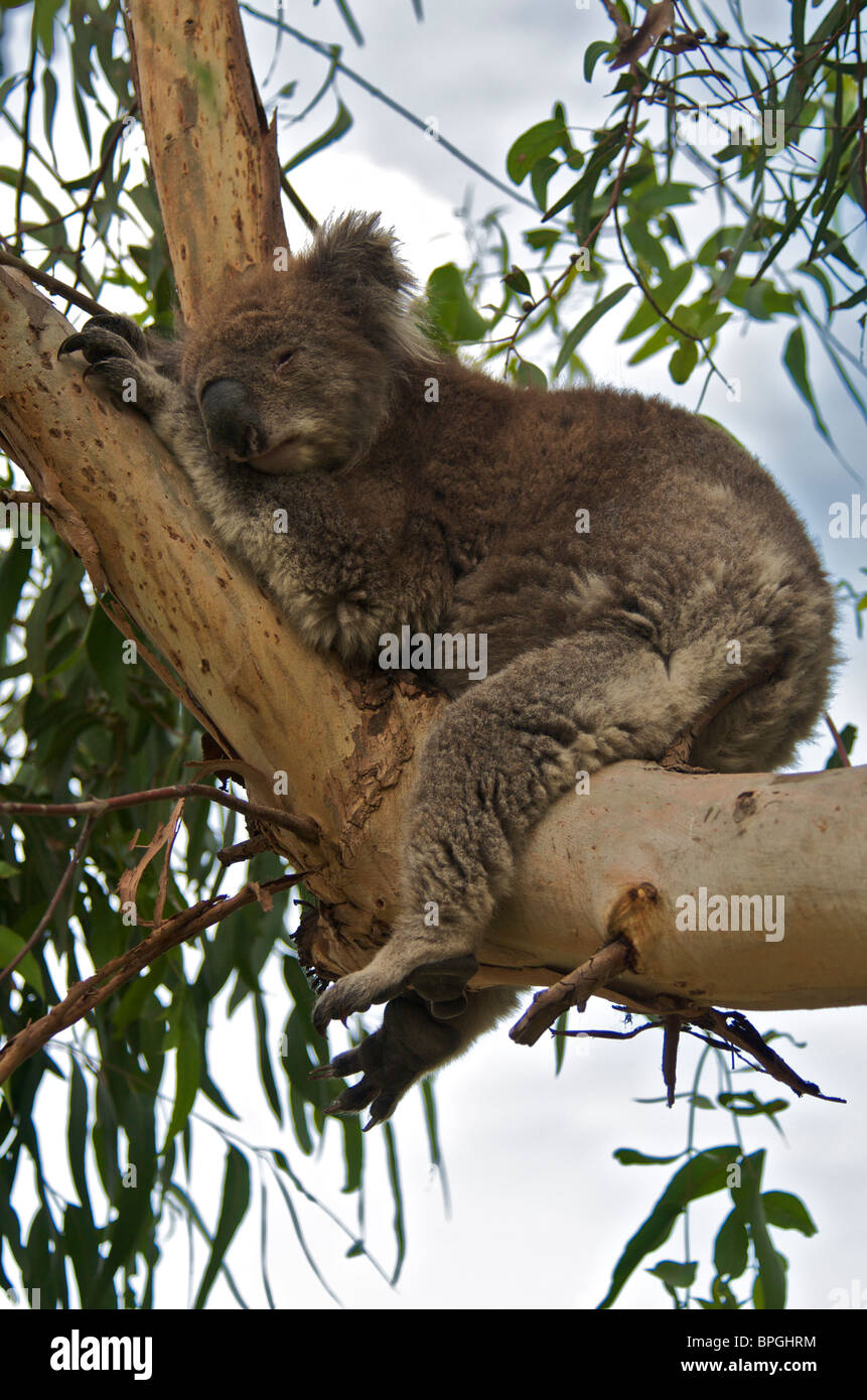 El Koala duerme en el árbol Kennett Río Victoria Australia Foto de stock