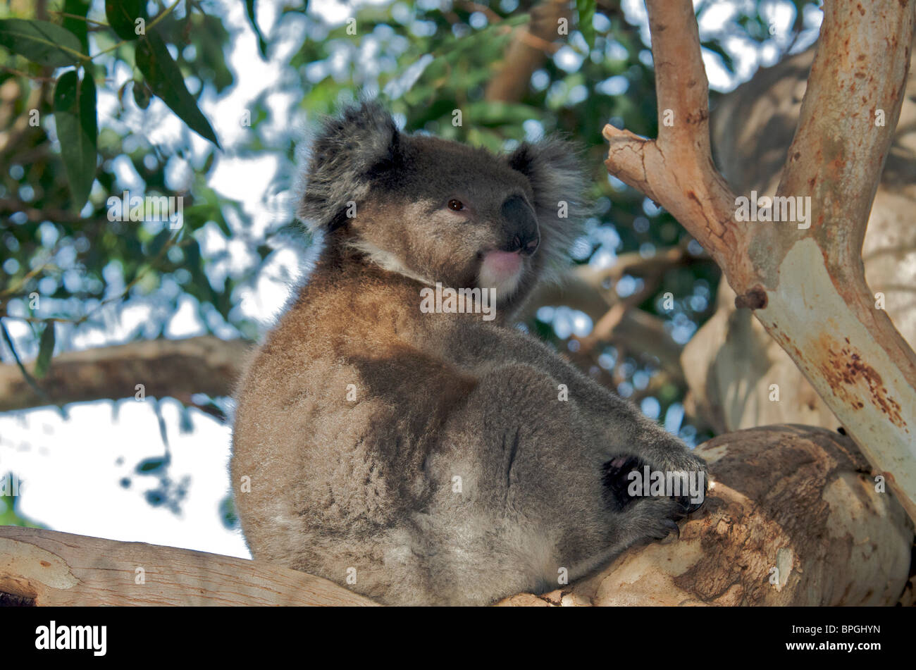 El Koala en el árbol Kennett Río Victoria Australia Foto de stock