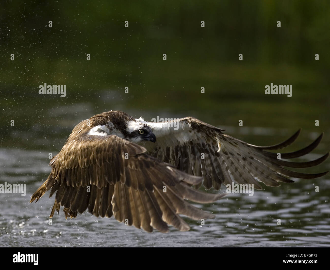 Osprey encima del lago con alas Foto de stock