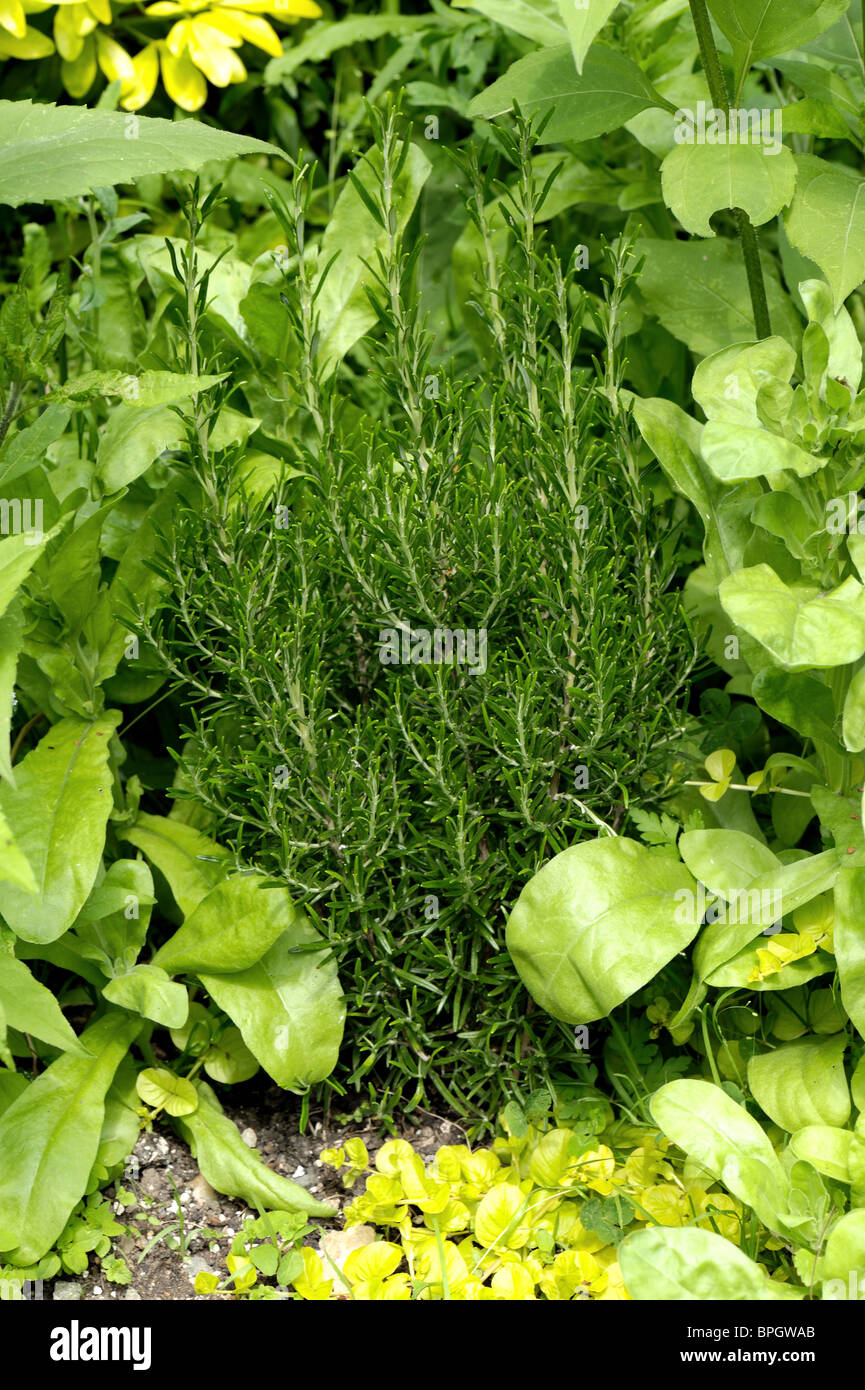 El romero (Rosmarinus officinalis) Planta entre otros en un huerto de hierbas Foto de stock