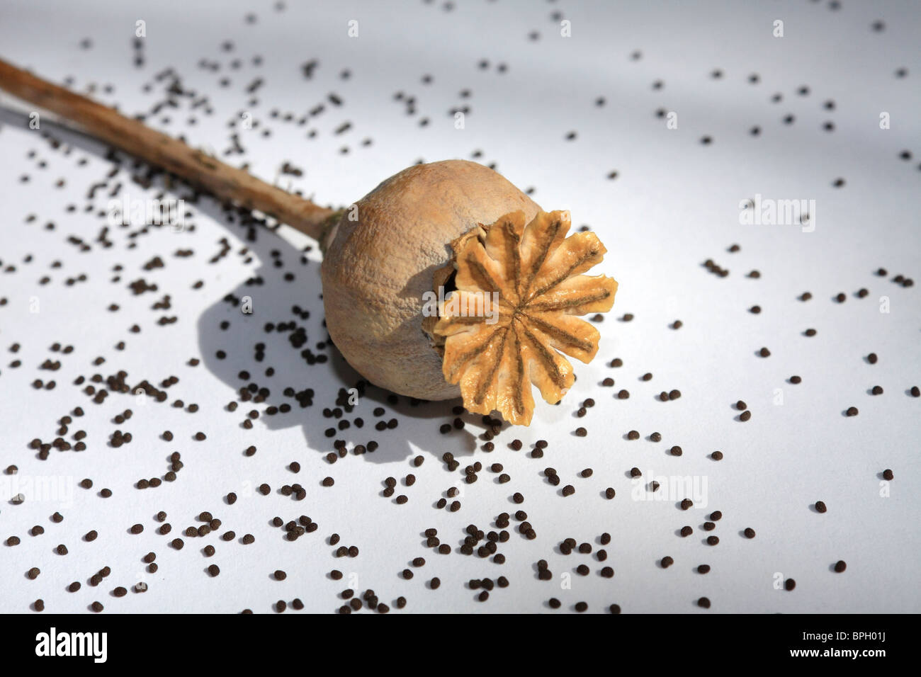 Semilla de amapola cabeza con semillas, Surrey, Inglaterra. Foto de stock