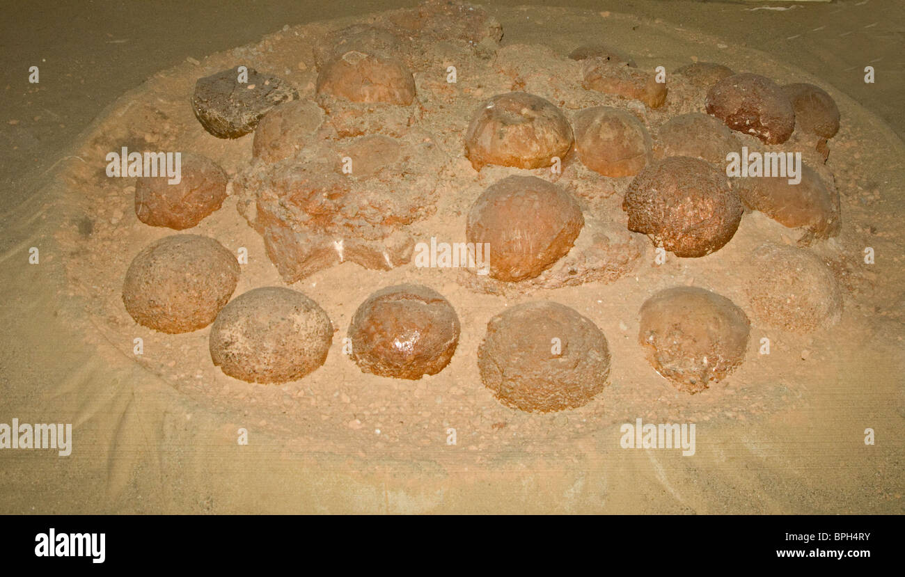 Nido con huevos de dinosaurios fosilizados encontrados en 1994 en Ulan Algui TAV en el sur del desierto de Gobi en Mongolia Foto de stock