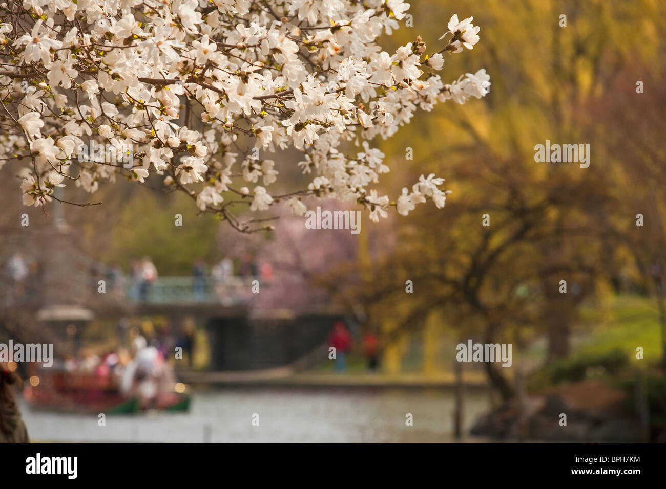 Árbol de manzano, el condado de Suffolk, Boston, Massachusetts, EE.UU. Foto de stock