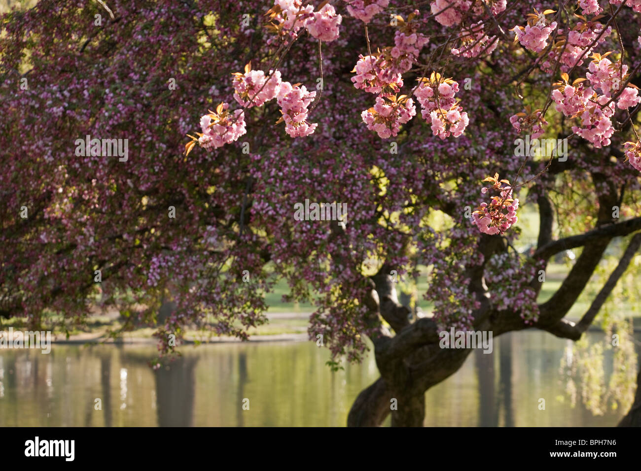Árbol de cerezo en flor, el condado de Suffolk, Boston, Massachusetts, EE.UU. Foto de stock