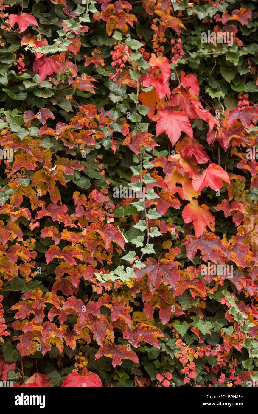 Coloridas hojas en un parque, en el condado de Suffolk, Boston, Massachusetts, EE.UU. Foto de stock