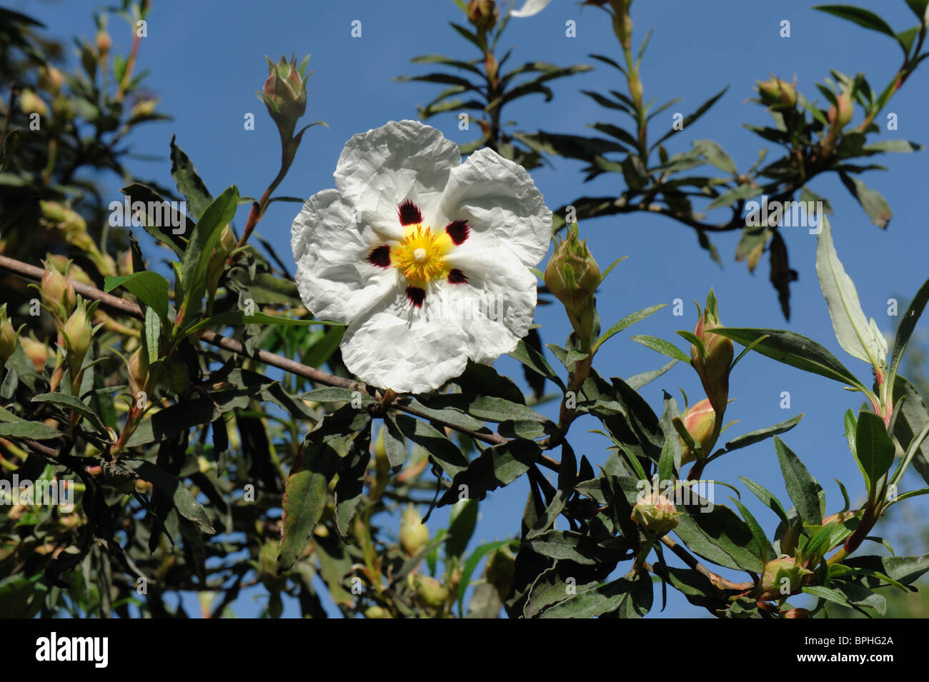Cistus x cyprius flor en gran jardín arbusto Foto de stock