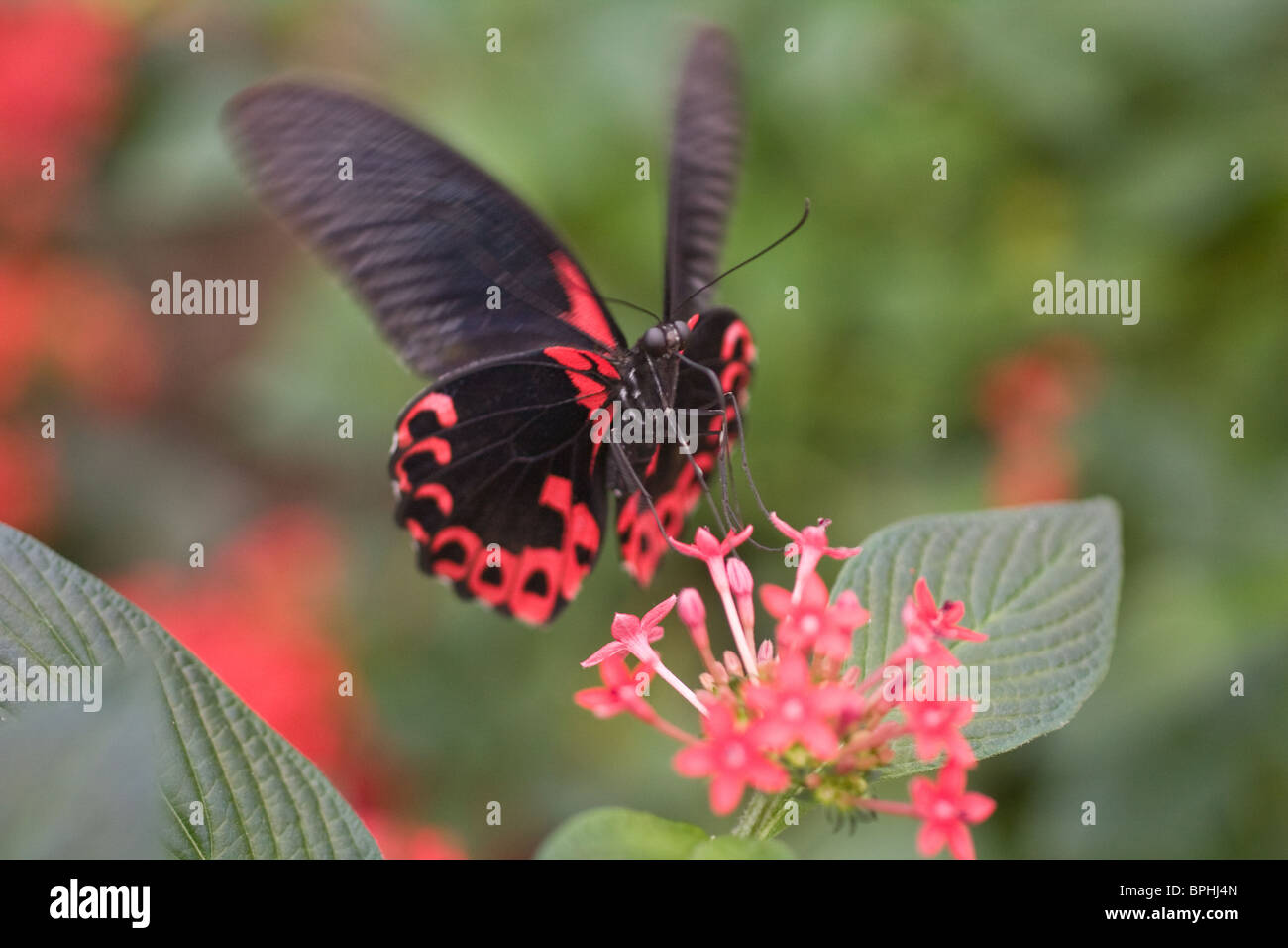 Mariposa sobrevolando una flor. Foto de stock