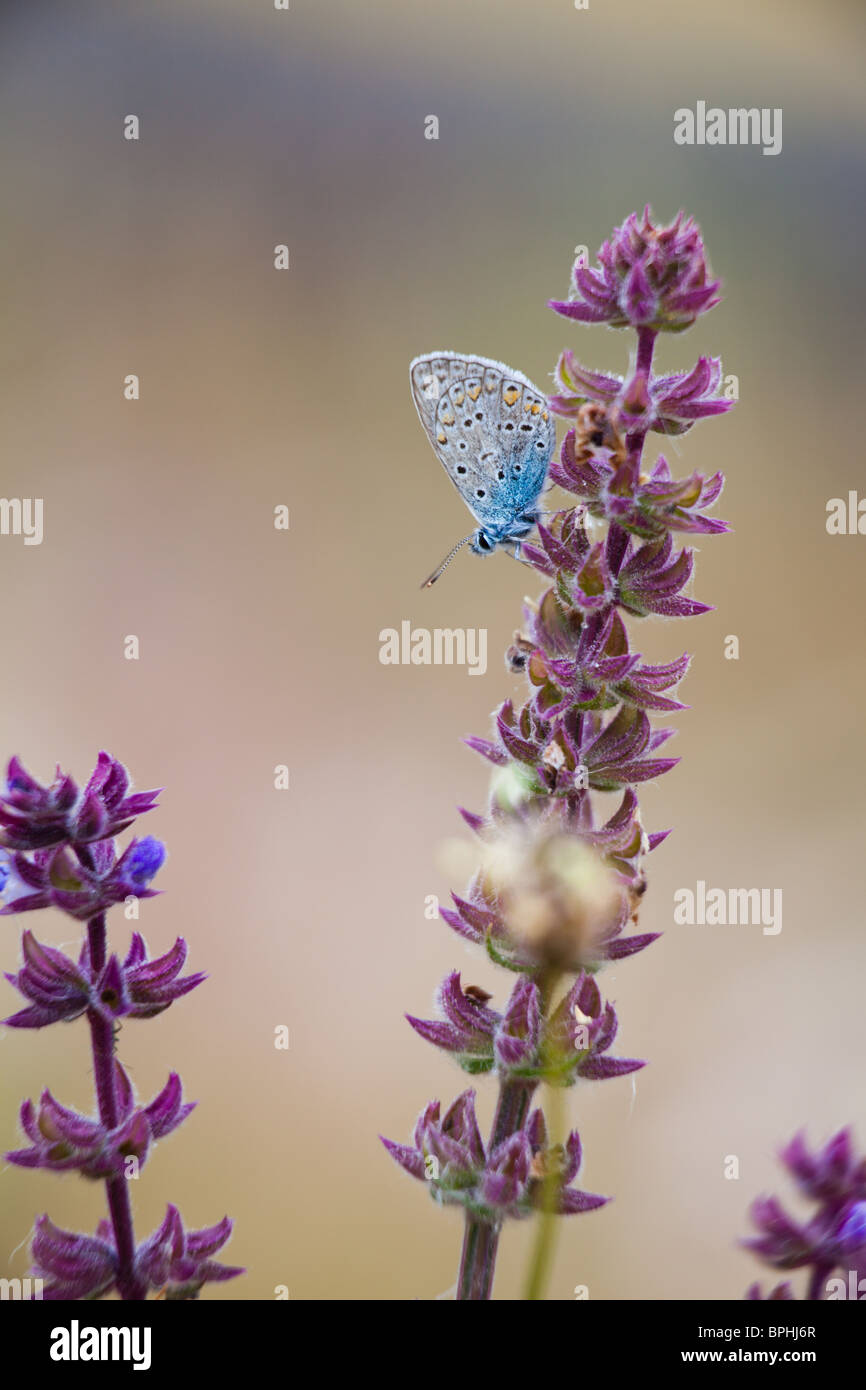 Primer plano de un común mariposa azul sentado en flores en primavera. Foto de stock