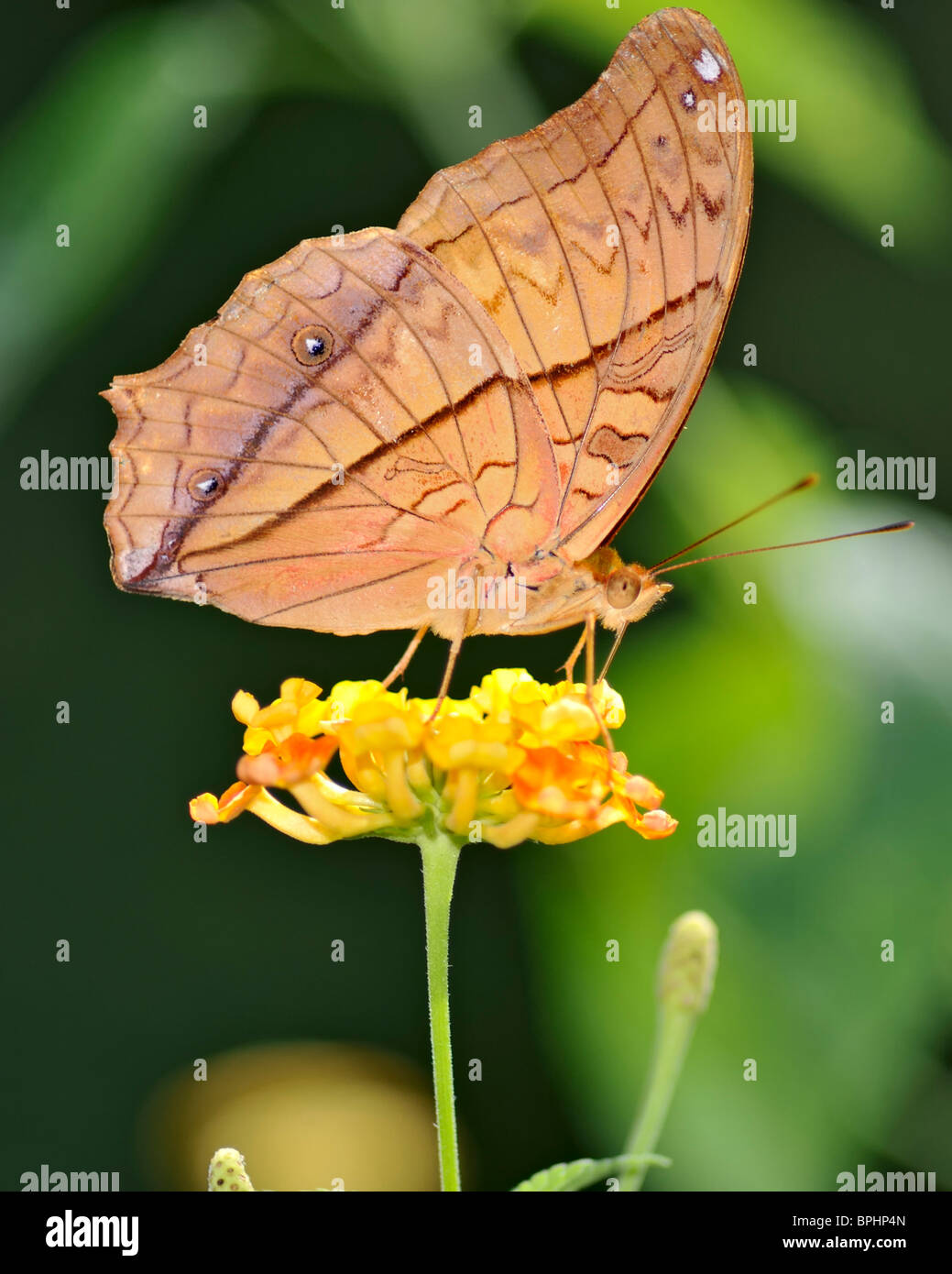Hoja de otoño se alimenta de una mariposa naranja amarillo Lantana camara flower - Doleschallia Bisaltide Pratipa Foto de stock