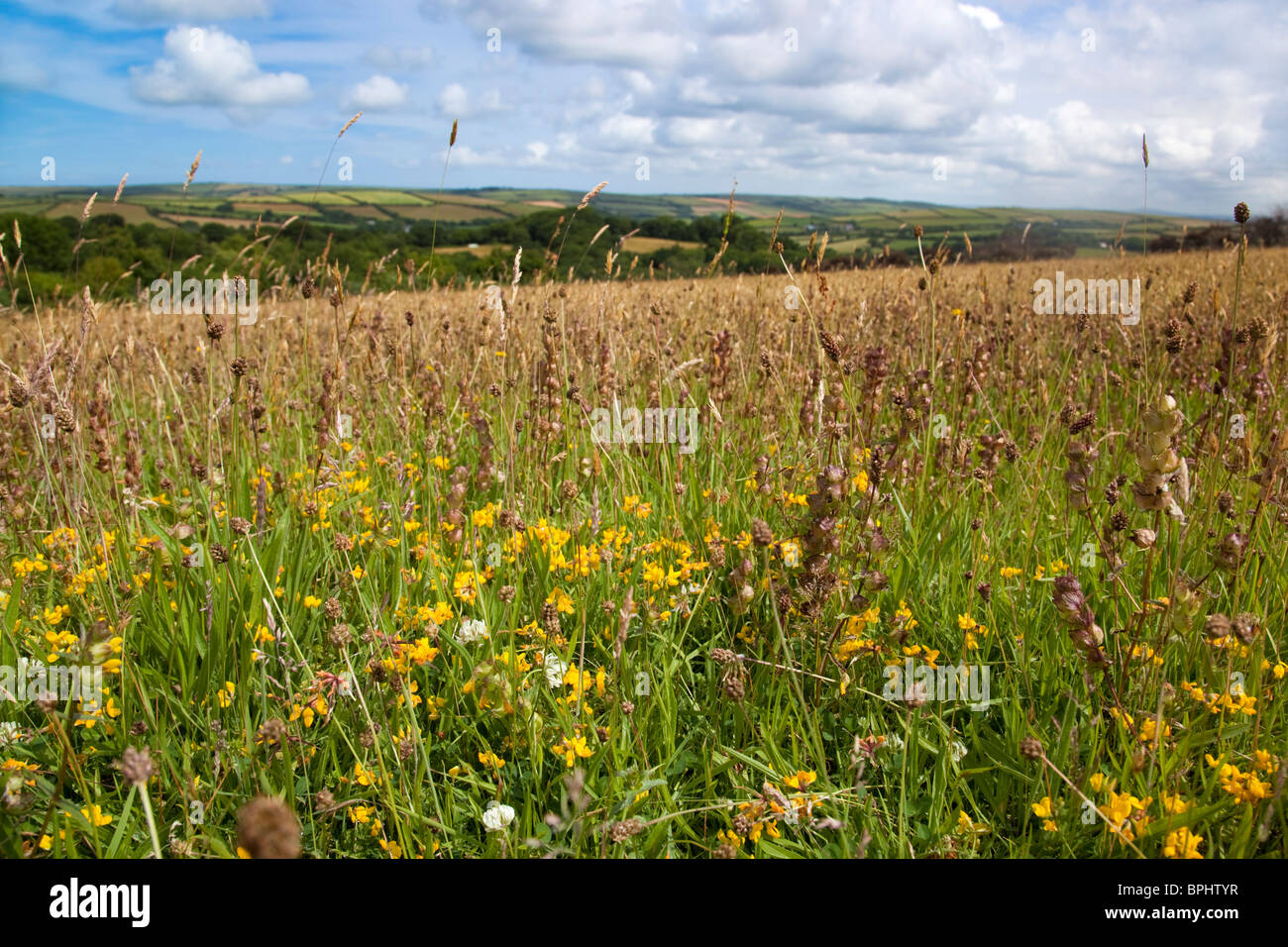 Praderas de heno con la lotera y sonajero amarillo; ácido de pastizales; cerca de Roche; Cornwall Foto de stock