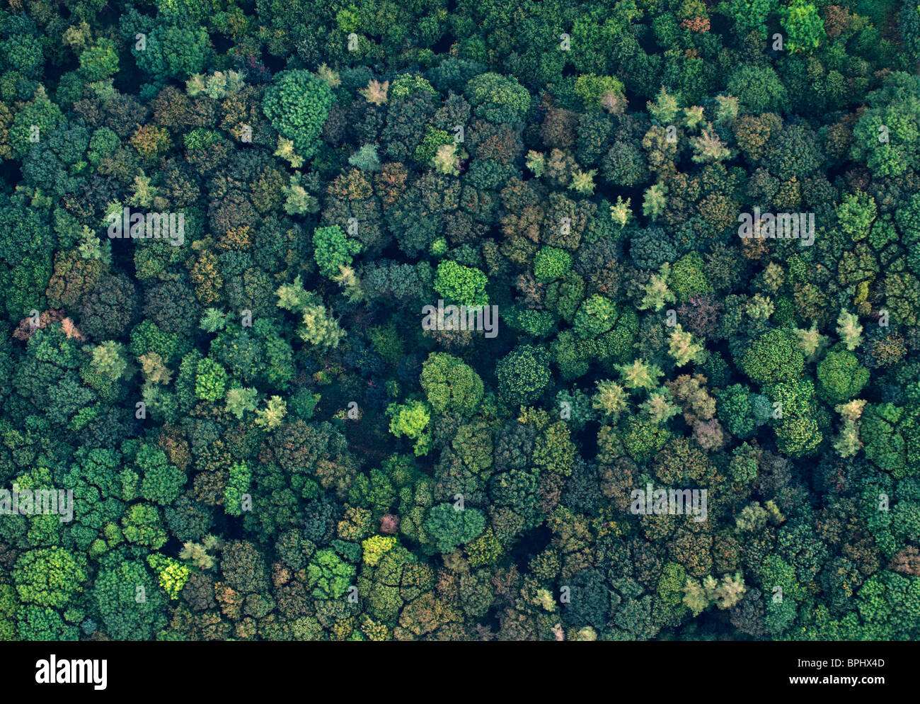 Vista aérea de una mezcla de madera broadleaved en otoño de Norfolk UK Foto de stock