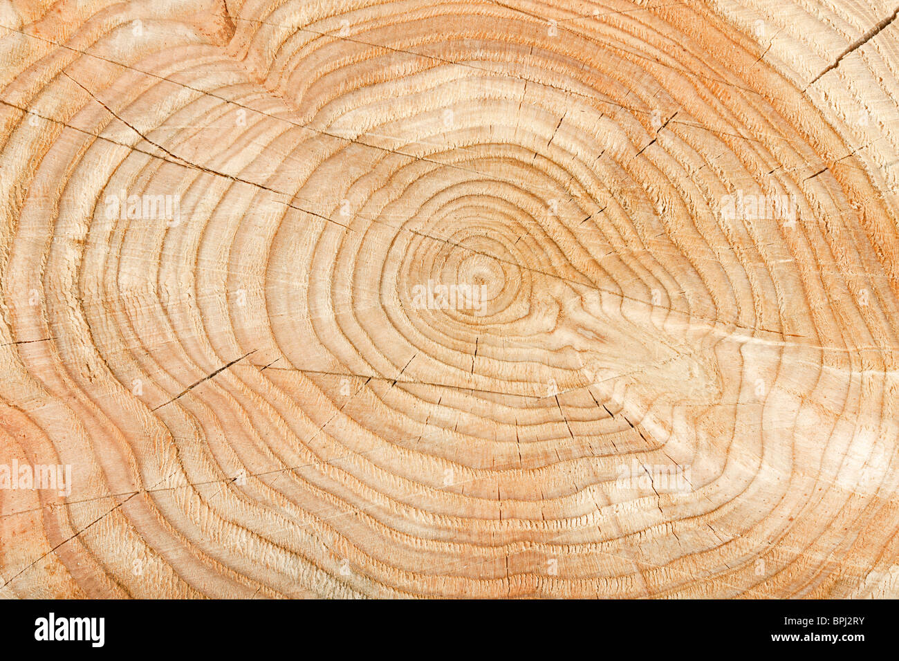 Close-up de una sección transversal de un tronco de árbol que muestra el envejecimiento círculos Foto de stock