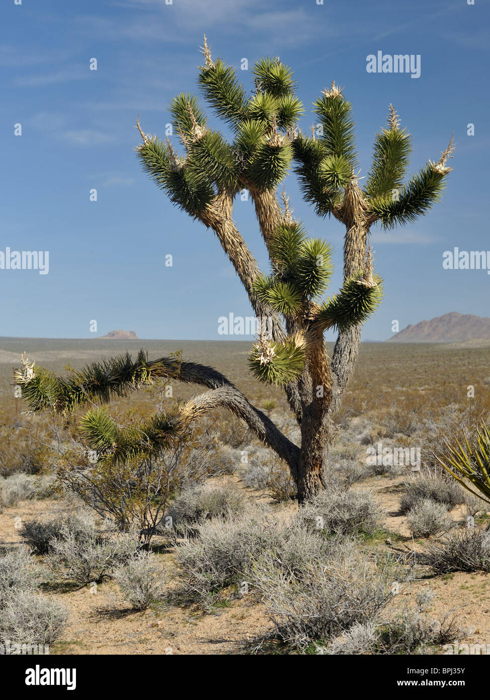 Un árbol de Josué (Yucca brevifolia) en la Mojave National Preserve, California Foto de stock