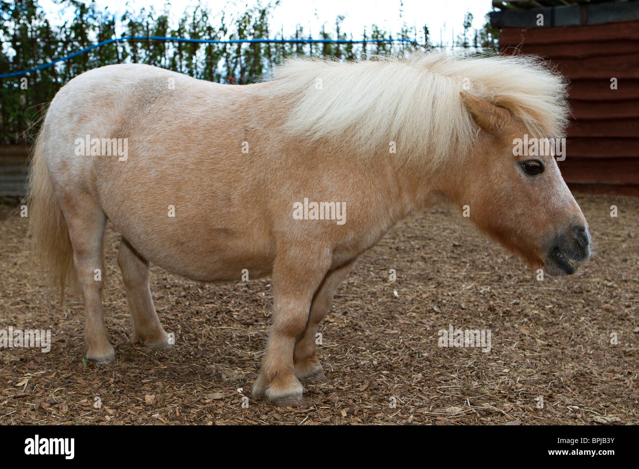 Pony mascota fotografías e imágenes de alta resolución - Alamy