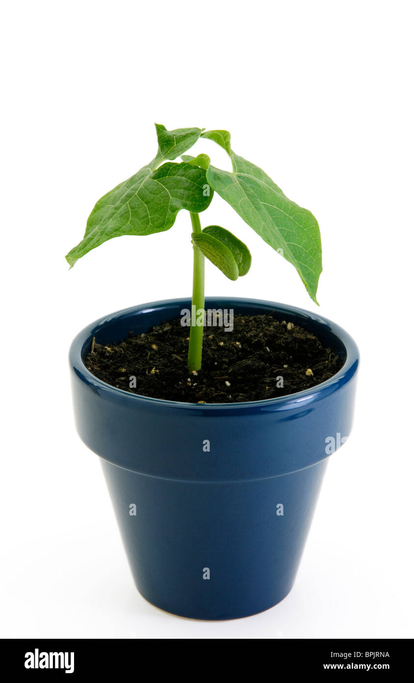 Planta de frijol, Phaseolus vulgaris , seedling Foto de stock