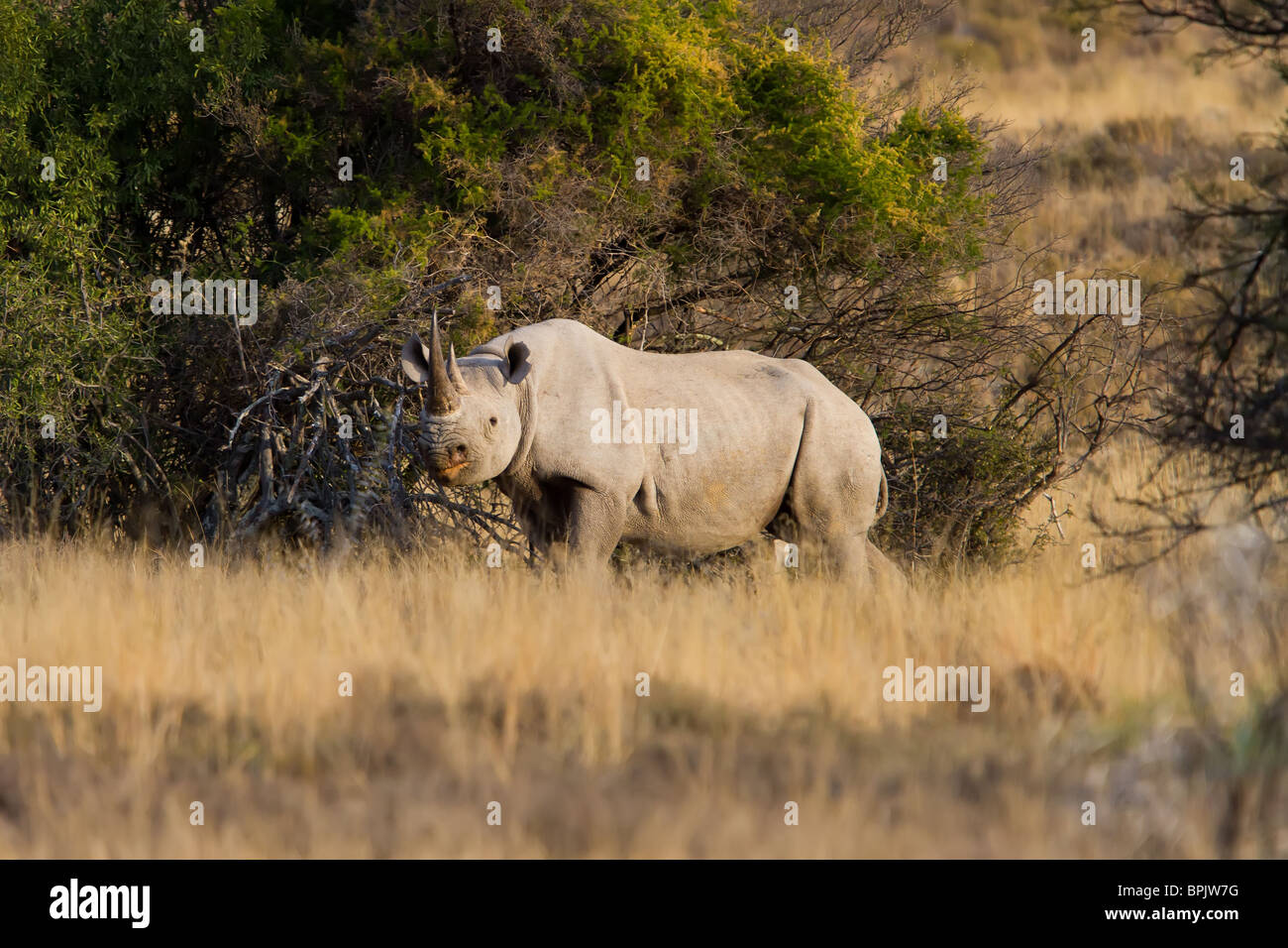 Hembra de rinoceronte negro altamente amenazadas en el veld Karoo en África Foto de stock