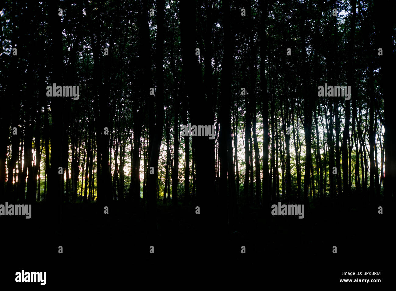 Sol de la tarde ilumina bosque para hacer una vista lejana de esperanza e inspiración. Foto de stock