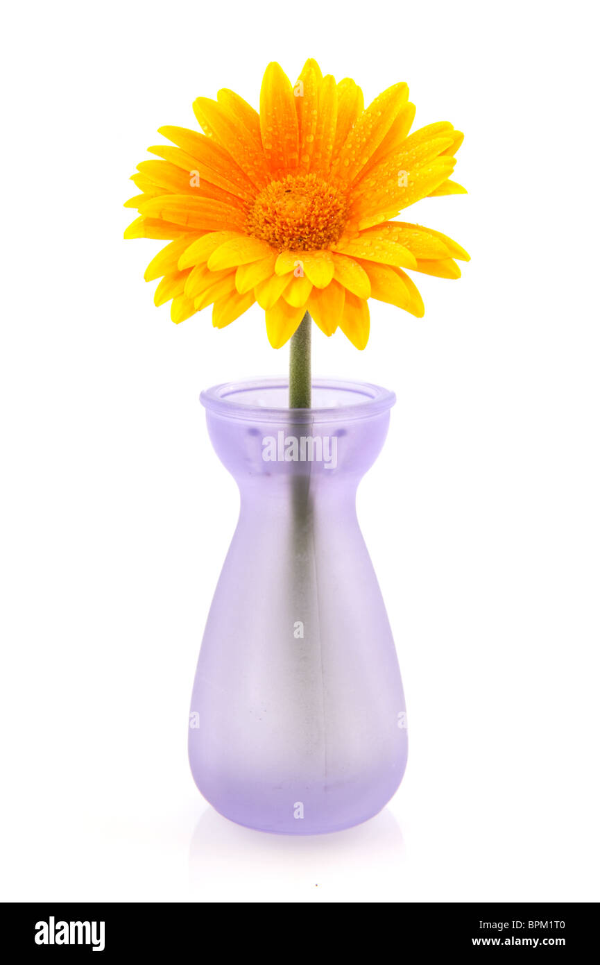 Hilera de flores amarillas Imágenes recortadas de stock - Página 2 - Alamy Hilera de flores amarillas Imágenes recortadas de stock - Página 2 - Alamy