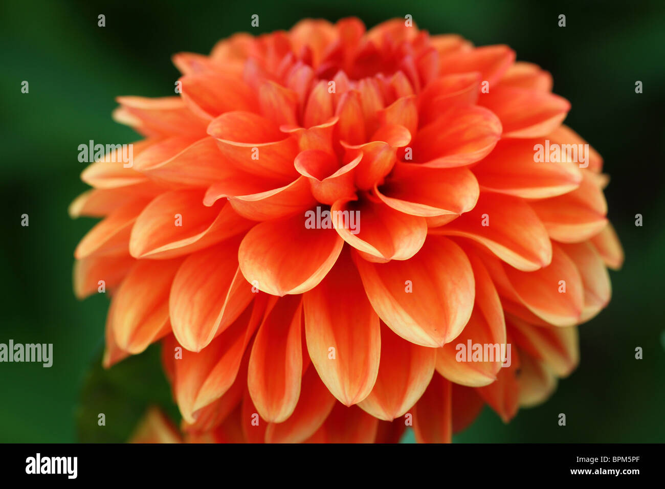 Flor de dalia fotografías e imágenes de alta resolución - Alamy