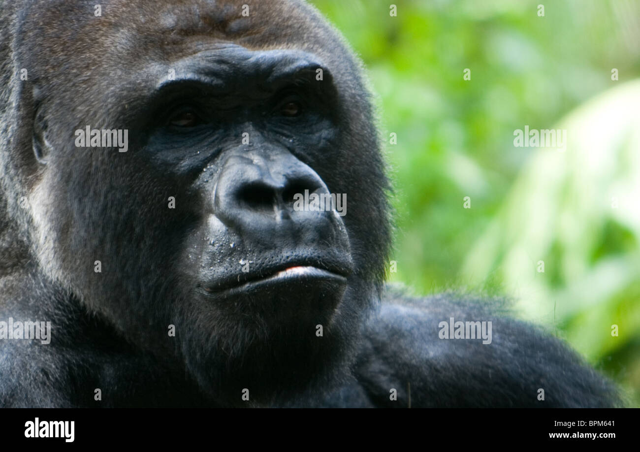 Gorila de las tierras bajas occidentales Cerrar Foto de stock