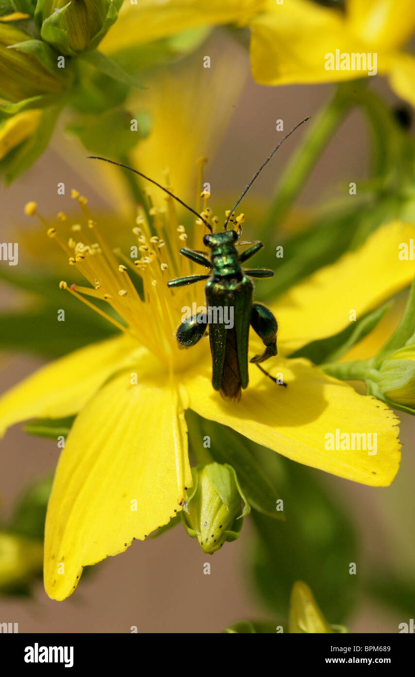 Macho patas gruesas Flor escarabajo, Oedemera nobilis, Oedemeridae, en St John's Wort Foto de stock
