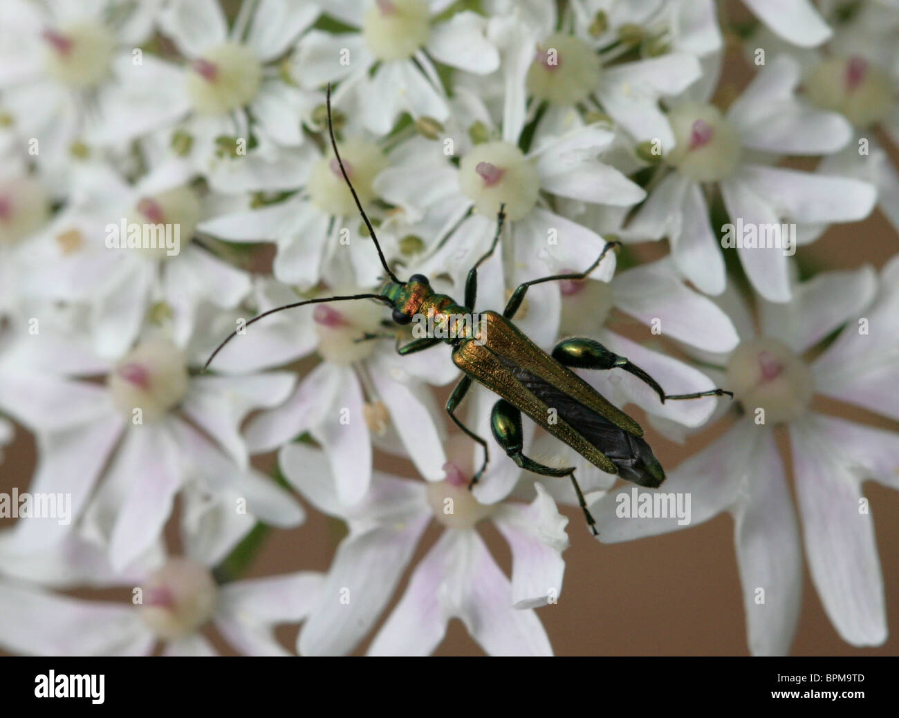 Macho patas gruesas Flor escarabajo, Oedemera nobilis, Oedemeridae, sobre Hogweed Foto de stock