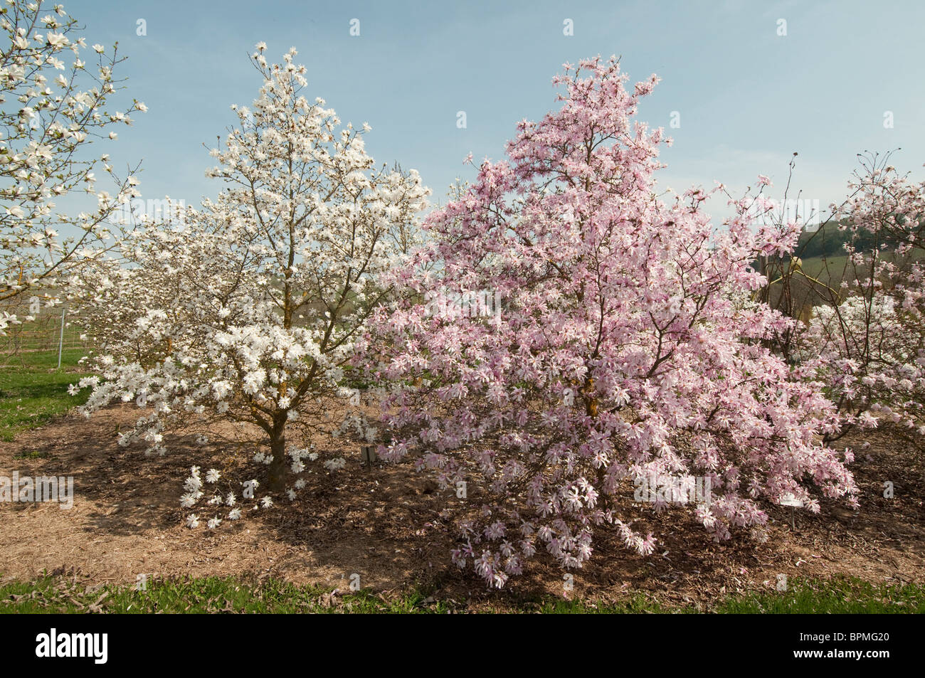Magnolia (Magnolia sp.), floración, árboles de diferentes variedades.  Izquierda: Powder Puff, Leonard Messel derecho Fotografía de stock - Alamy