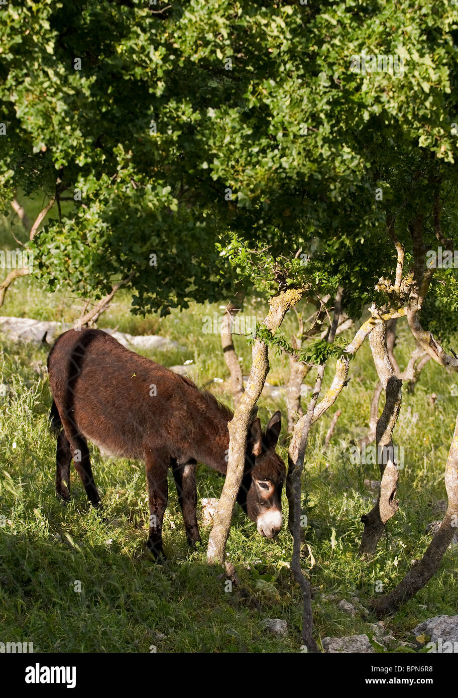 Pastoreo burro en la ladera de una colina con vistas a Obrovac Foto de stock