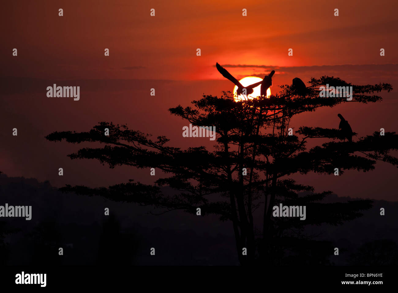 Atardecer en Uganda, con el Marabú Storck delante del sol en lo alto de