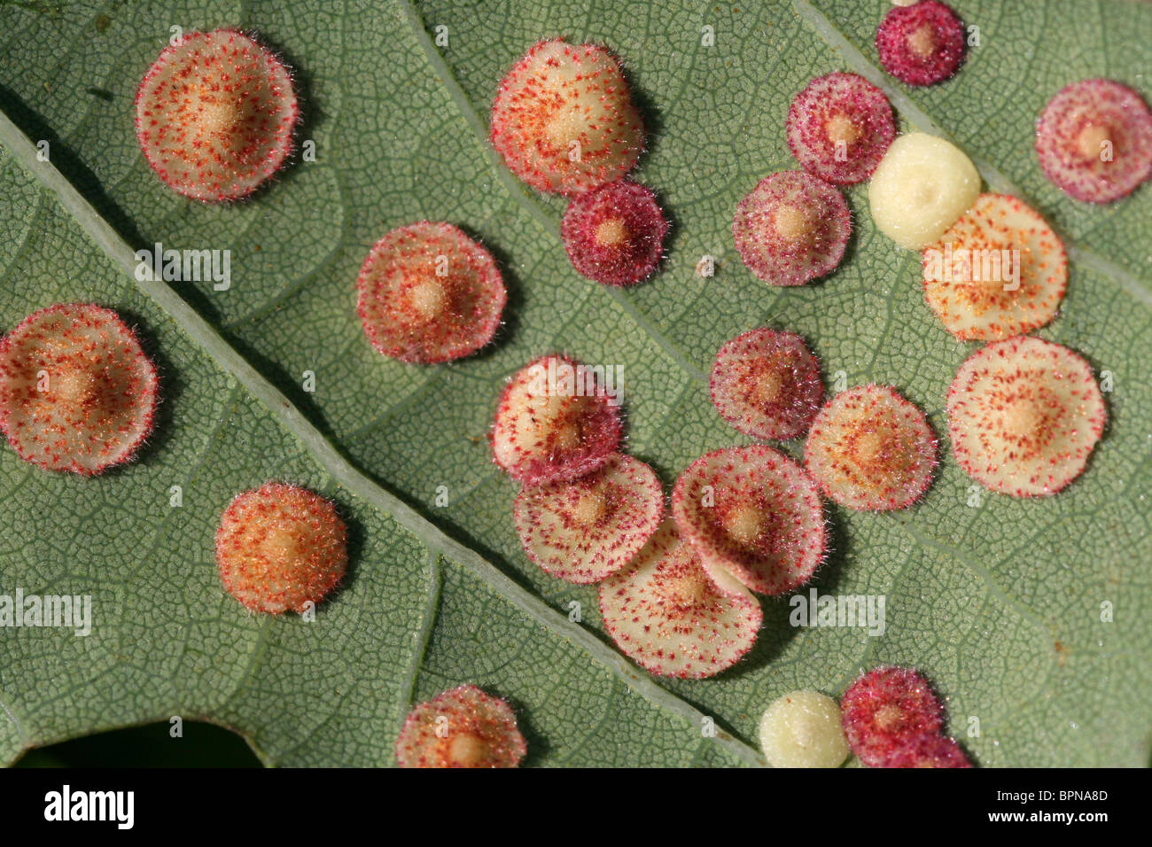 Lentejuela común Gall sobre hojas de roble causada por el Gall Wasp Neuroterus quercusbaccarum tomadas en Wirral, REINO UNIDO Foto de stock