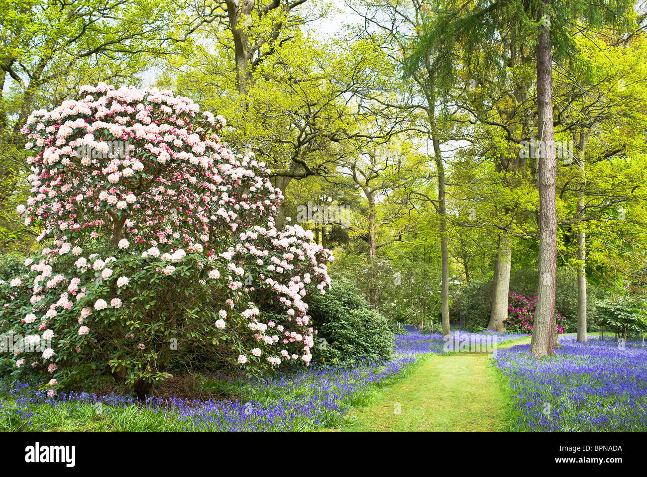 Hermosa primavera paisaje boscoso con rododendros y campanillas en Wiltshire, Inglaterra UE Bowood Foto de stock