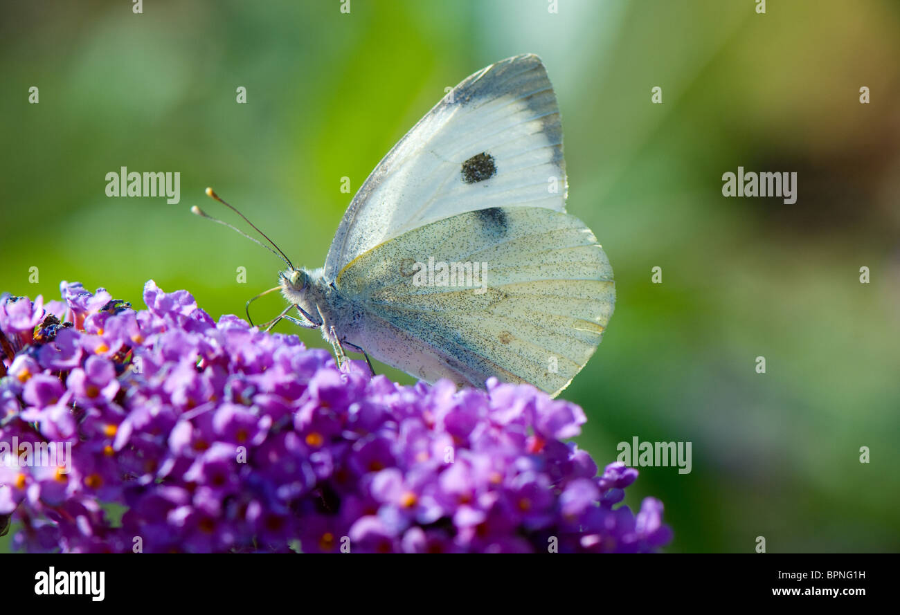 Cerca de una pequeña mariposa de color blanco alimentando el néctar de una flor buddleia Foto de stock